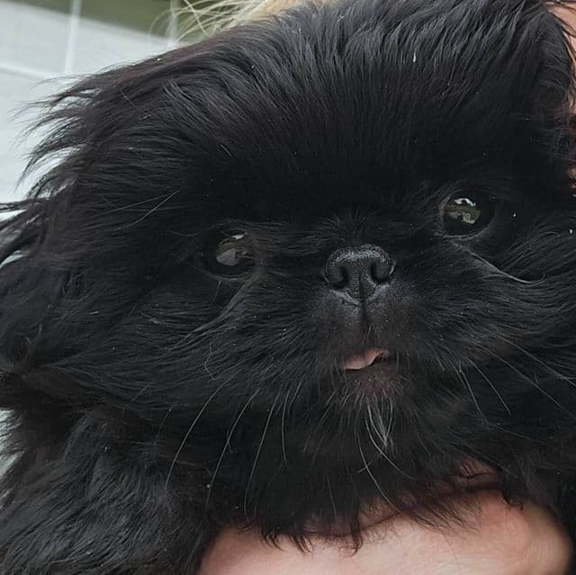 Evan - Pekingese Male