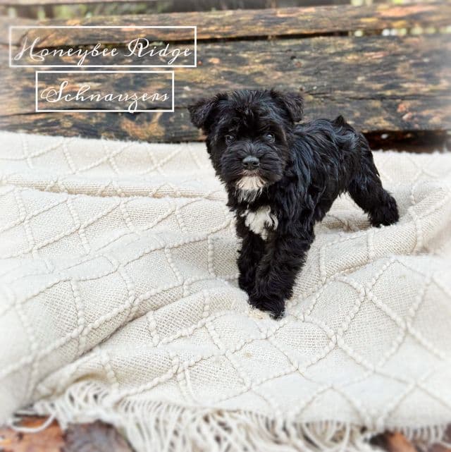 Akc Black 4 - Miniature Schnauzer Female