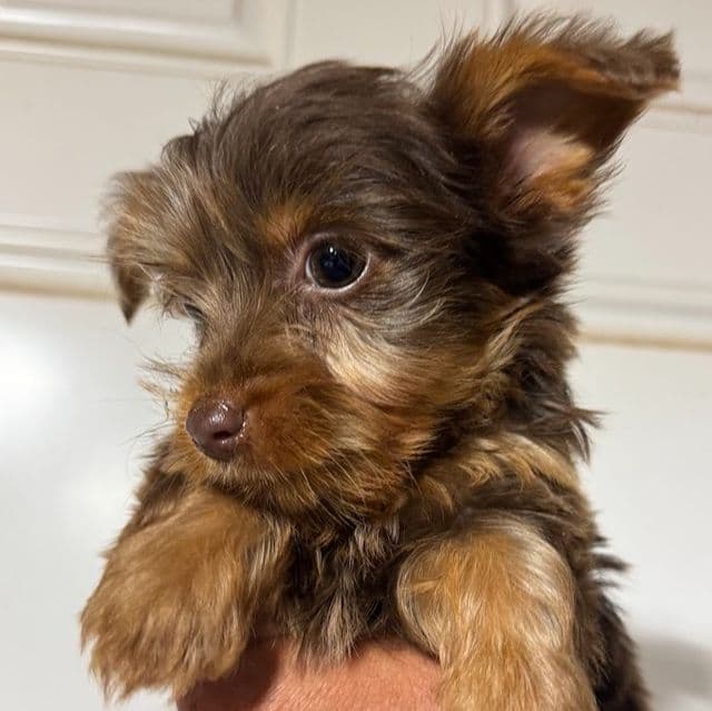 Minnie - Yorkshire Terrier Male