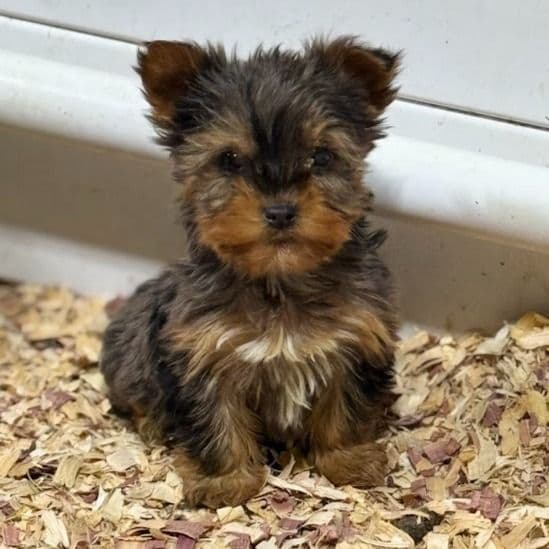 Bentley - Yorkshire Terrier Male