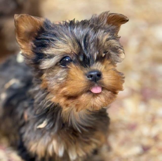 Boomer - Yorkshire Terrier Male