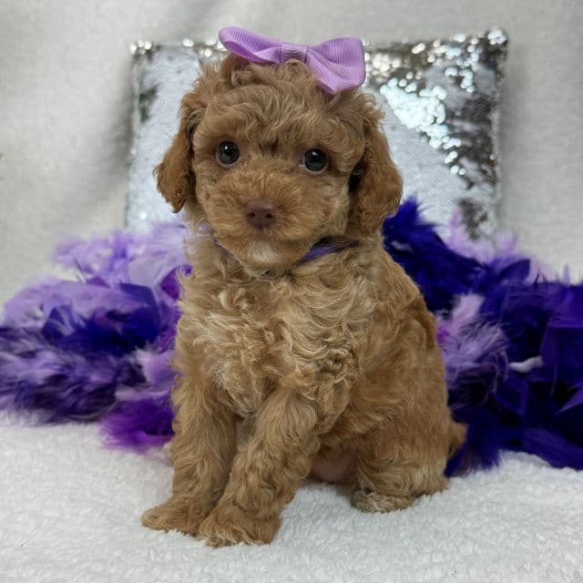 Maddie Purple Girl - Cavapoo Male