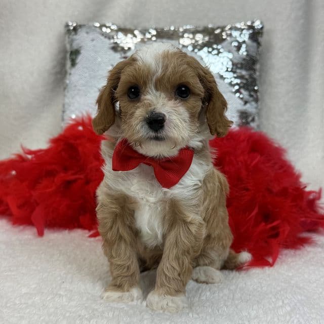 Maddie Red Boy - Cavapoo Male