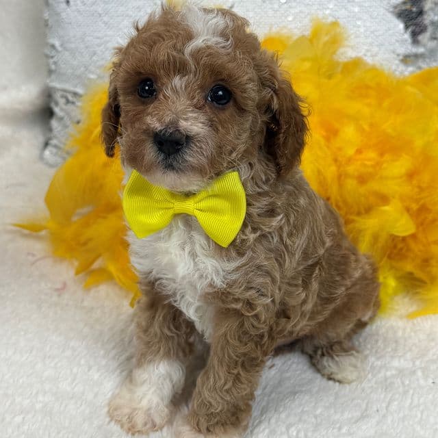 Riley Yellow Boy - Cavapoo Male