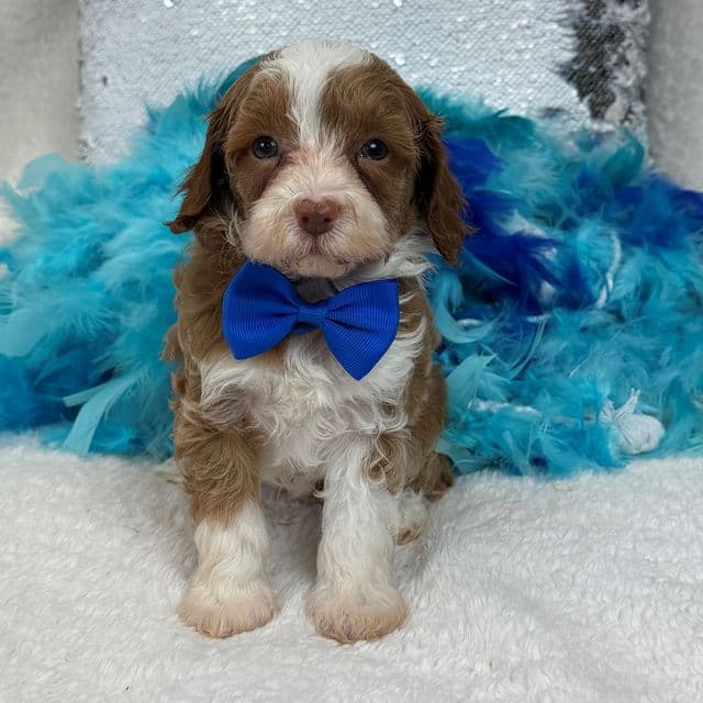 Riley Blue Boy - Cavapoo Male