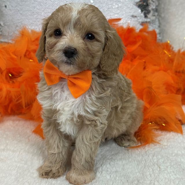 Riley Orange Boy - Cavapoo Male