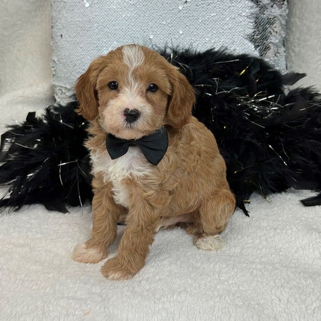 Riley Black Boy - Cavapoo Male