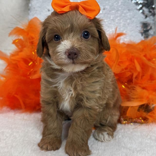 Rae Rae Orange Girl - Cavapoo Female