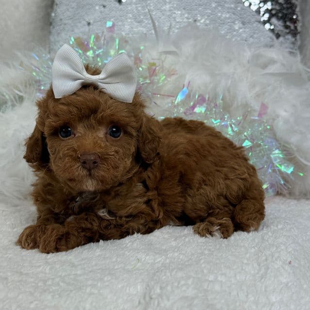 Rae Rae White Girl - Cavapoo Female