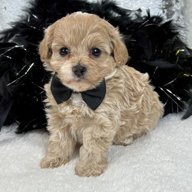 Rae Rae Black Boy - Cavapoo Male