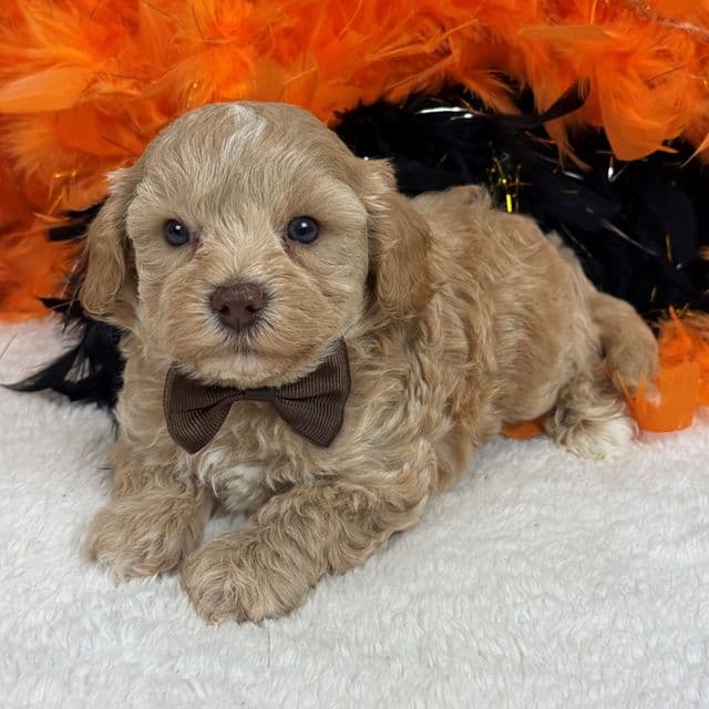 Rae Rae Brown Boy - Cavapoo Male
