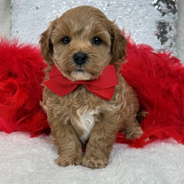 Rae Rae Red Boy - Cavapoo Male