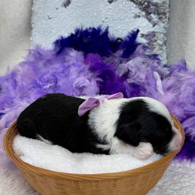 Elsa Purple Girl - Bernedoodle Female