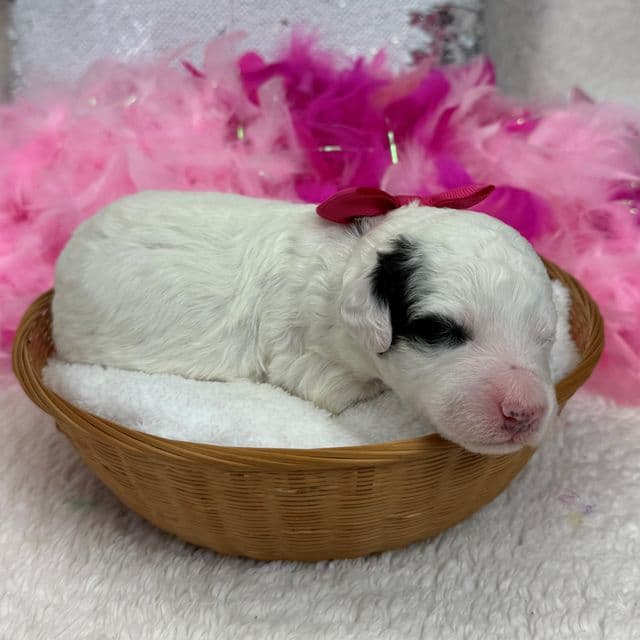 Elsa Pink Girl - Bernedoodle Female