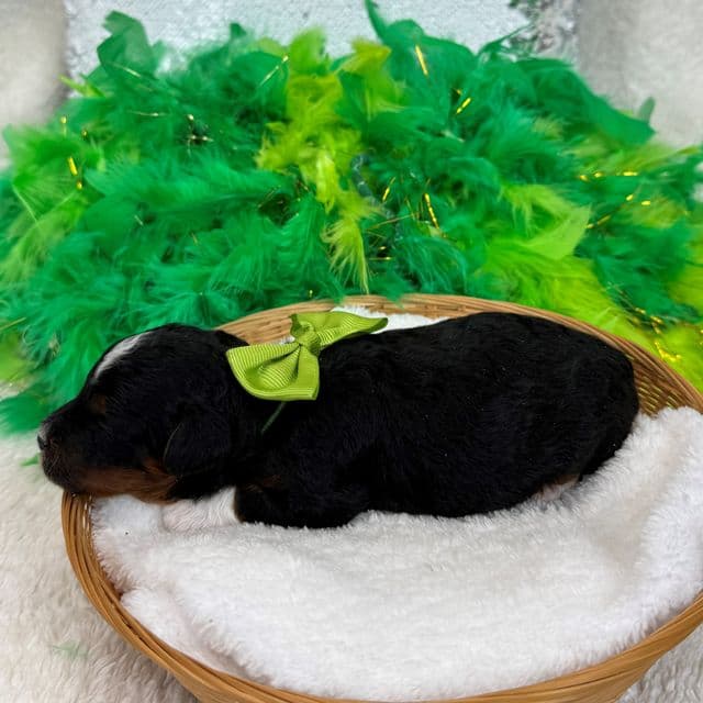 Elsa Green Boy - Bernedoodle Male