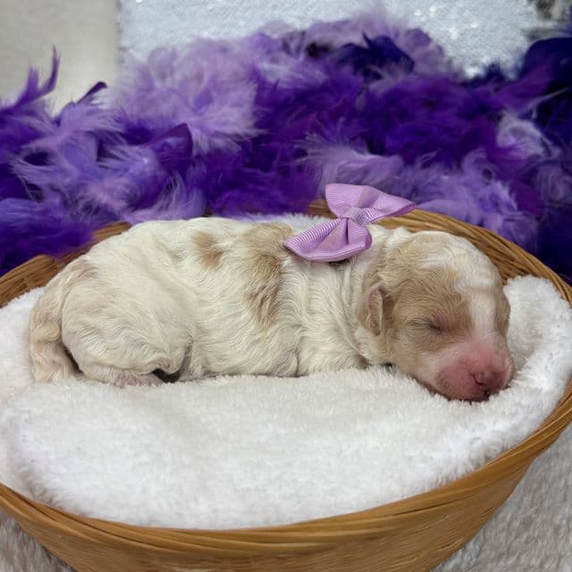 Gracie Purple Girl - Bernedoodle Female