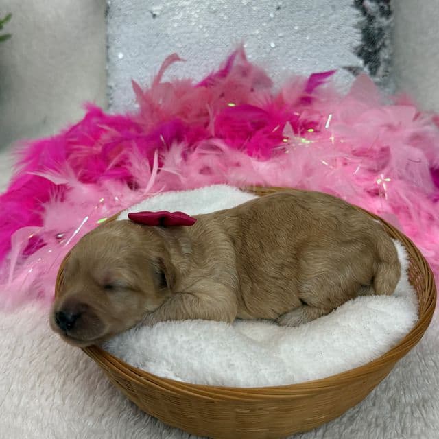 Gracie Pink Girl - Bernedoodle Female