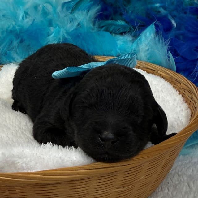 Gracie Turquoise Girl - Bernedoodle Female