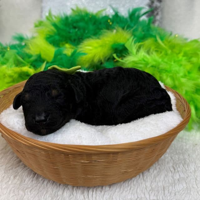 Gracie Green Girl - Bernedoodle Female