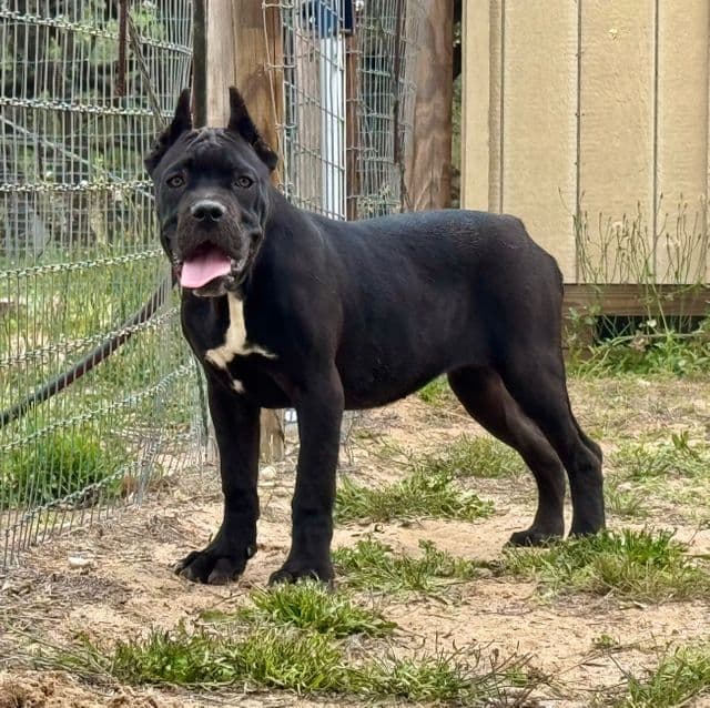 Green Collar - Cane Corso Female