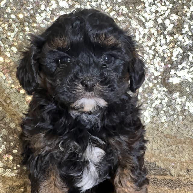 Angel - Shih-Poo Female