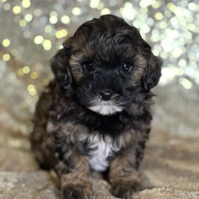 Annie - Shih-Poo Female