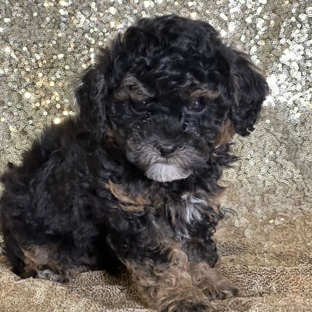 Alain - Shih-Poo Male
