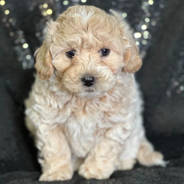 Andrew - Shih-Poo Male