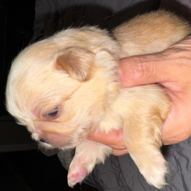 Golden - Pekingese Male