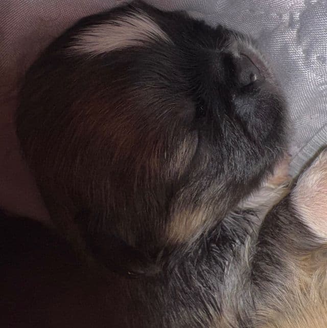 Sasha - Pekingese Female