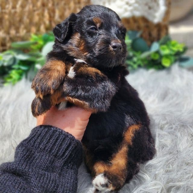 Jackson - Aussiedoodle Male