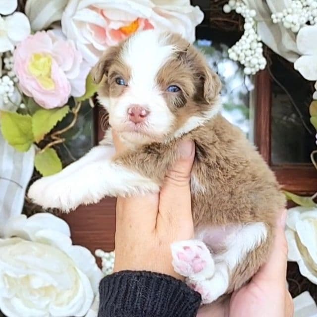 Salina - Aussiedoodle Female