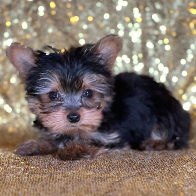 Nuggets - Yorkshire Terrier Male