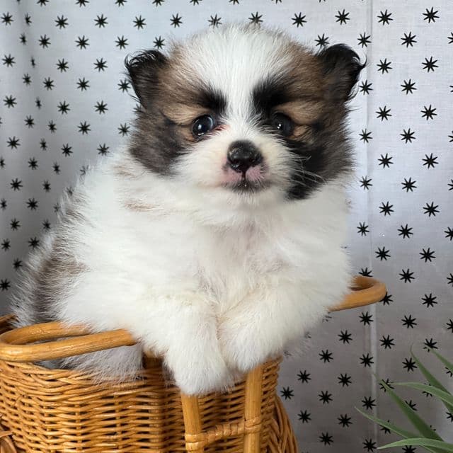 Sarah - Pomeranian Female