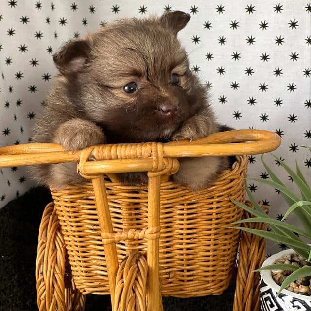 Sheena - Pomeranian Female