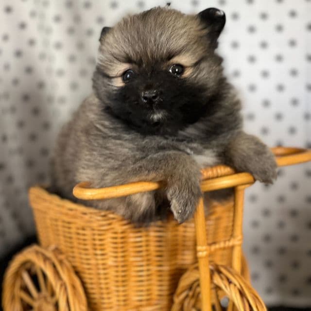 Soleil - Pomeranian Female