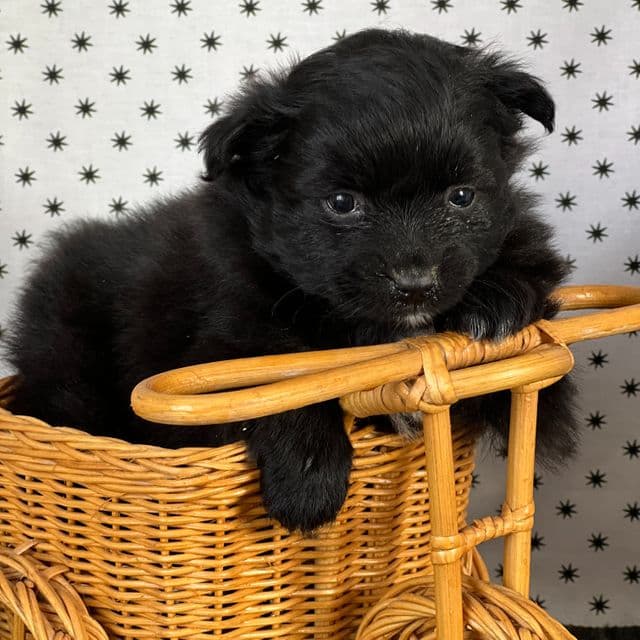 Stella - Pomeranian Female