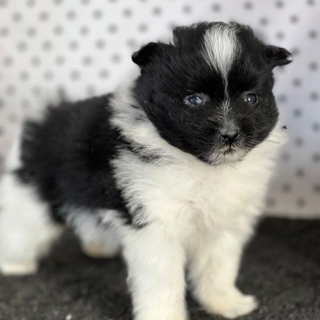 Sean - Pomeranian Male
