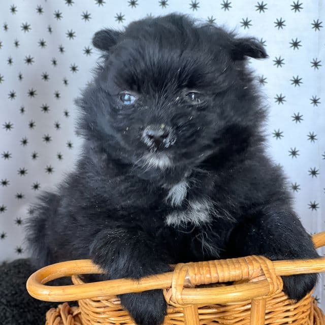 Simon - Pomeranian Male
