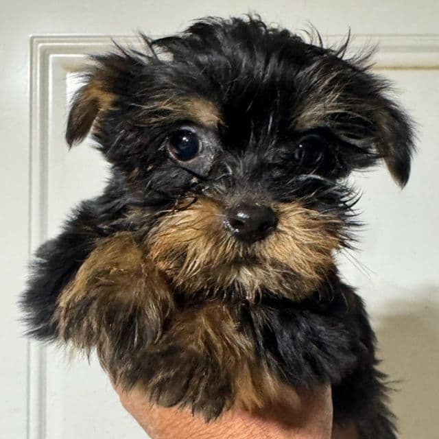 Duke - Yorkshire Terrier Male