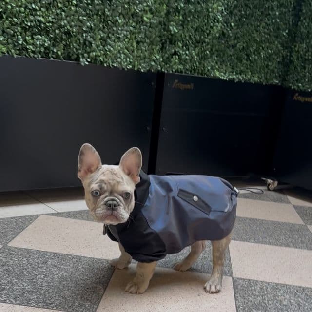 French Bulldog Blue fawn Merle  - French Bulldog Male
