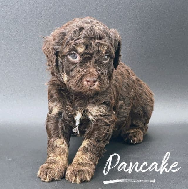 Pancake - Cavapoo Female