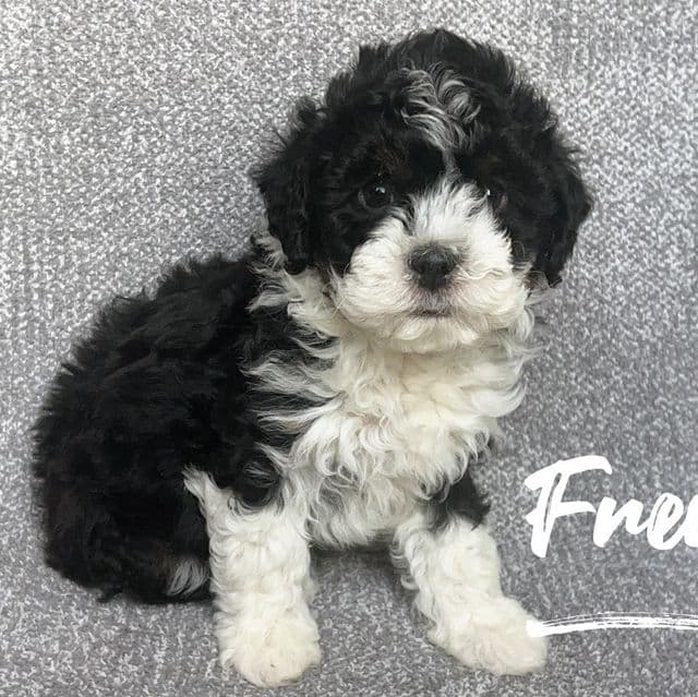 Freddie - Aussiedoodle Male