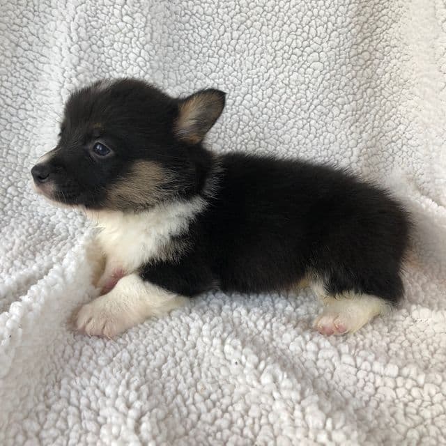 Boy 1  - Pembroke Welsh Corgi Male