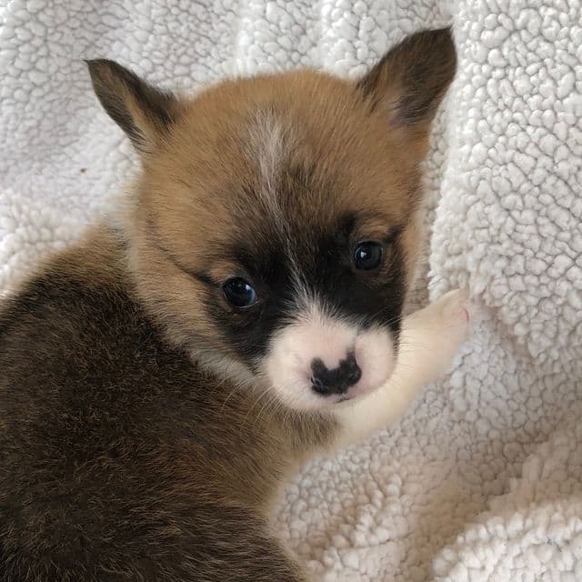 Girl 1 - Pembroke Welsh Corgi Female