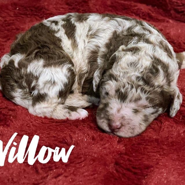 Willow - Labradoodle Female