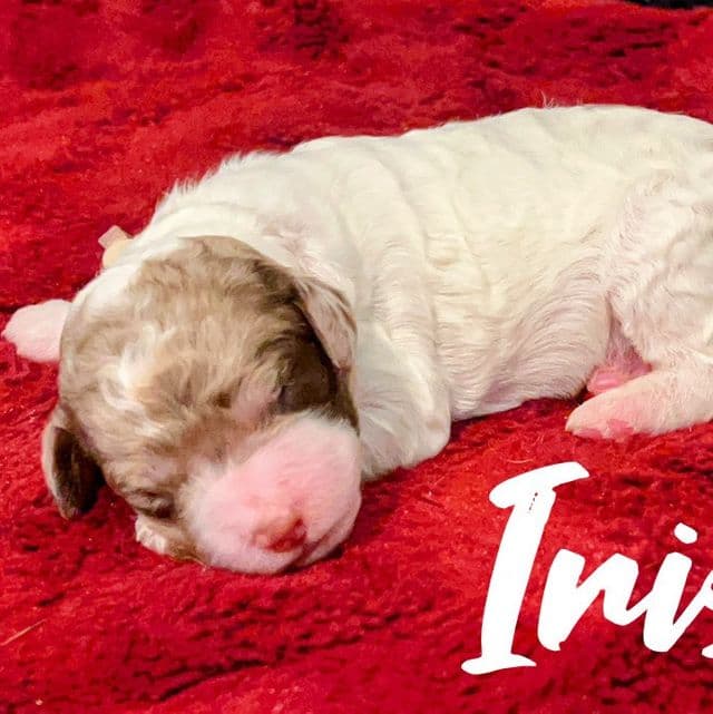 Iris - Labradoodle Female
