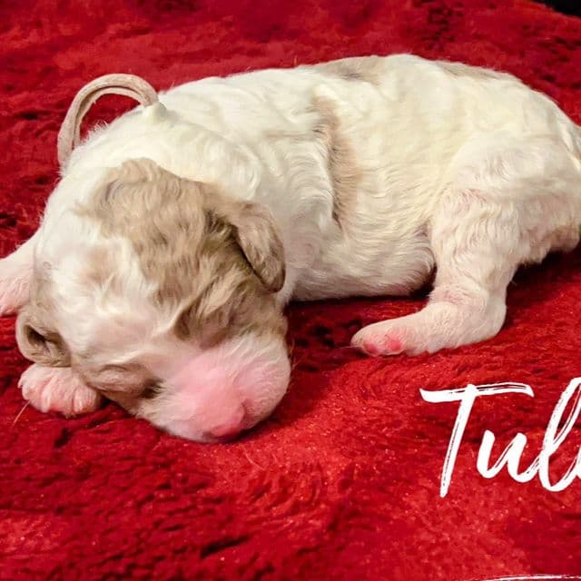 Tulip - Labradoodle Female