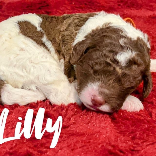 Lilly - Labradoodle Female
