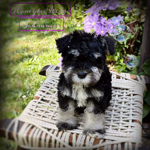 Akc Black and Silver  - Miniature Schnauzer Male